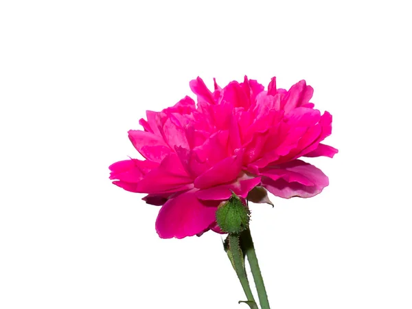 Nær Rosa Damask Rose Blomsten Rosa Damascena Hvit Bakgrunn – stockfoto