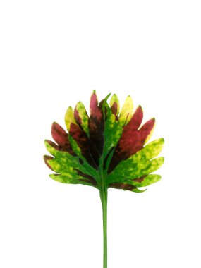 Beyaz arkaplan üzerinde Coleus veya boyalı ısırgan otu ağacı (Plectranthus scutellarioides) kırpma yolu ile kapalı.