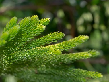 Norfolk Adası 'nın yakınlarında Çam yaprakları var. (Araucaria Cookii)