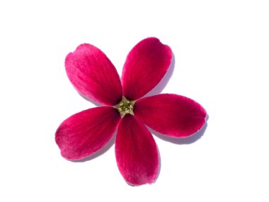 Beyaz arka planda Çin balı, Rangoon Sürüngeni, Sarhoş Denizci (Combretum indicum) çiçeğini yakın plan.