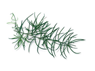 Beyaz arka planda Shatavari bitkisinin (Asparagus racemosus Willd) kapatılması.