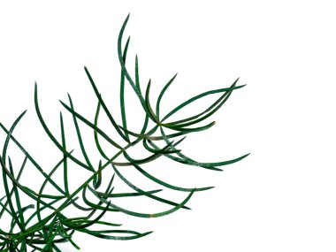 Beyaz arka planda Shatavari bitkisinin (Asparagus racemosus Willd) kapatılması.