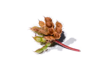 Hassas bitki, uykulu bitki ya da beyaz arka plandaki 