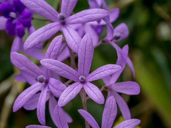 紫色の花の終わりサンドペーパー背景がぼやけて咲くつる花 学名Petrea Volubilis — ストック写真