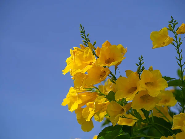 Close Anciano Amarillo Flor Del Arbusto Trompeta Nombre Científico Tecoma — Foto de Stock