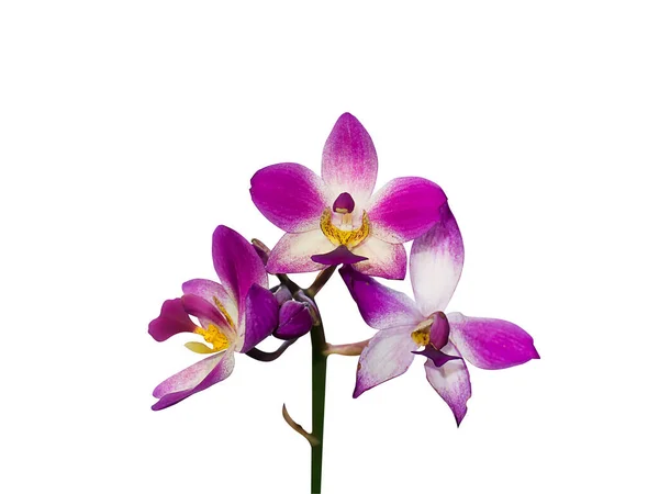 Topfpflanzenorchidee Aus Nächster Nähe Boden Orchidee Spathoglottis Auf Weißem Hintergrund — Stockfoto