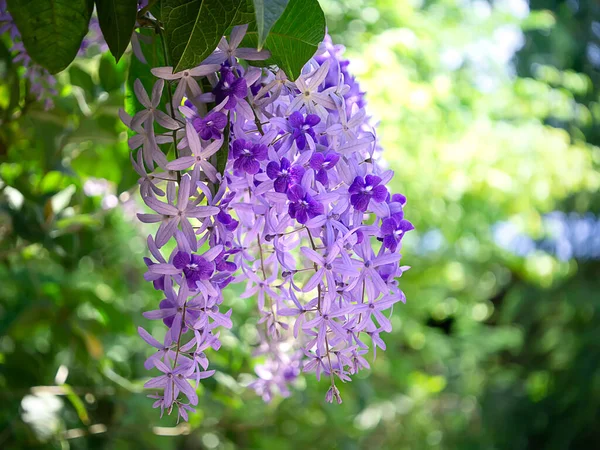 紫の花のサンドペーパーのつるの花の背景を閉じます 学名Petrea Volubilis — ストック写真