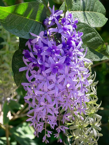 Close Purple Wreath Sandpaper Vine Flower Background Vědecký Název Petrea — Stock fotografie