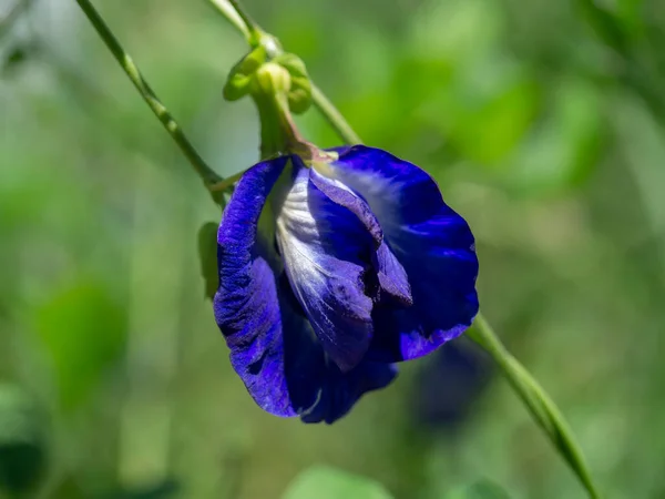 Kék Borsóvirág Vagy Pillangó Borsóvirág Clitoria Ternatea Homályos Háttérrel — Stock Fotó