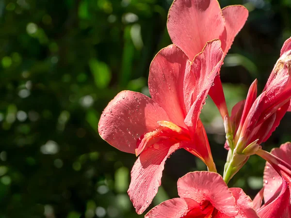 Närbild Rosa Kronblad Indiska Skott Blomma Canna Indica Med Suddig — Stockfoto