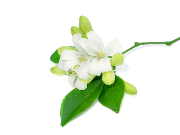 Fehér Virág Narancs Jessamin Szatén Murraya Egzotika — Stock Fotó