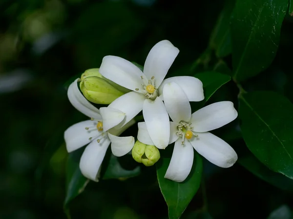 Witte Bloem Van Orange Jessamine Satijn Hout Murraya Exotica Boom — Stockfoto