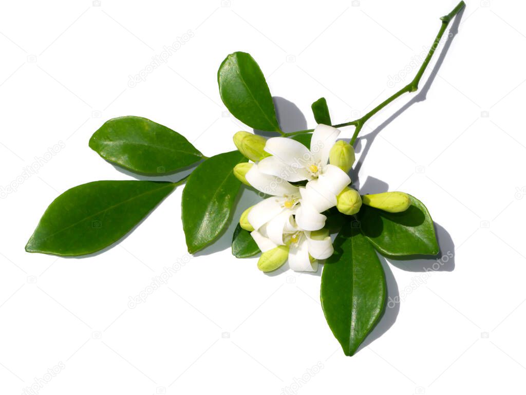 White flower of Orange Jessamine, Satin wood, Murraya exotica tree.
