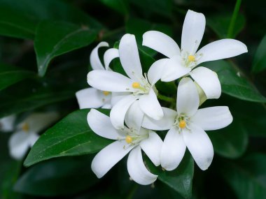 Turuncu Jessamine 'in beyaz çiçeği, saten ağacı, Murraya egzotik ağacı..