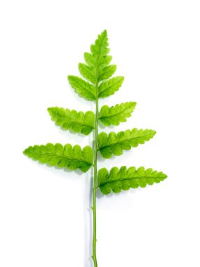 Beyaz arkaplanda eğreltiotu yaprağını kapat