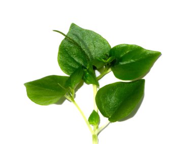 Beyaz arka planda Pelükoid yapraklı biber bitkisinin yeşil yapraklarını kapat. (Bilimsel adı Peperomia pellucida Korth)
