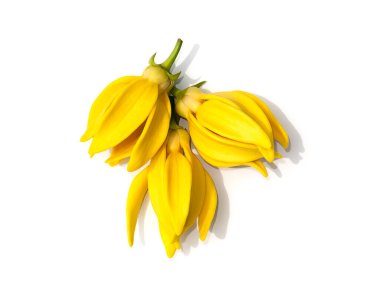 Beyaz arka planda, ylang-ylang, manorangini, hara-champa ya da kantali champa 'nın hoş kokulu çiçeklerini, yumuşak gölgeli beyaz arka planda kapatın.