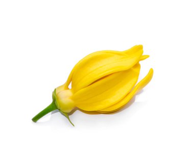Beyaz arka planda, ylang-ylang, manorangini, hara-champa ya da kantali champa 'nın hoş kokulu çiçeklerini, yumuşak gölgeli beyaz arka planda kapatın.