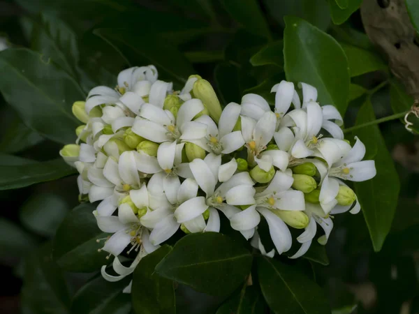 オレンジの白い花ジェサミン サテンの木 ムラヤエキゾチカの木 — ストック写真