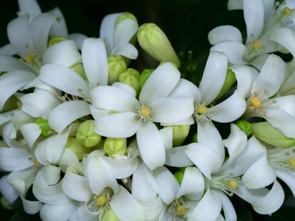 Fiore Bianco Arancio Jessamine Legno Raso Murraya Albero Exotica — Foto Stock