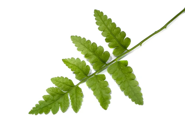 Sluiten Omhoog Varens Blad Witte Achtergrond — Stockfoto