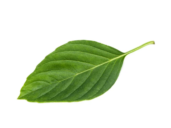 Hojas Albahaca Dulce Sobre Fondo Blanco Ocimum Basilicum Linn — Foto de Stock