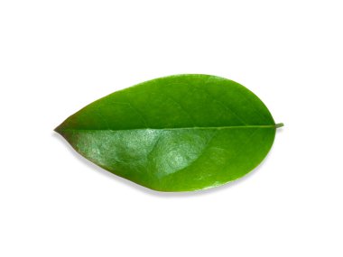 Yıldız Bektaşi üzümü yapraklarını kapat (Phyllanthus acidus) ve beyaz arkaplanda kırpma yolu ile yumuşak gölge.