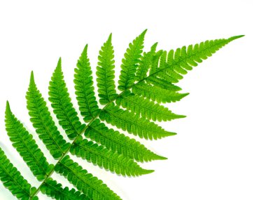 Beyaz arka planda Boston eğreltiotu yaprağını kapat. (Bilimsel adı: Nephrolepis exaltata (L) Schott.)