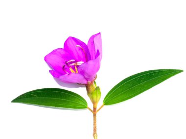 Beyaz arka planda yaprakları olan Malabar bektaşi üzümünü veya Singapur rhododendron çiçeğini (bilimsel adı Melastoma malabathricum) kapatın.