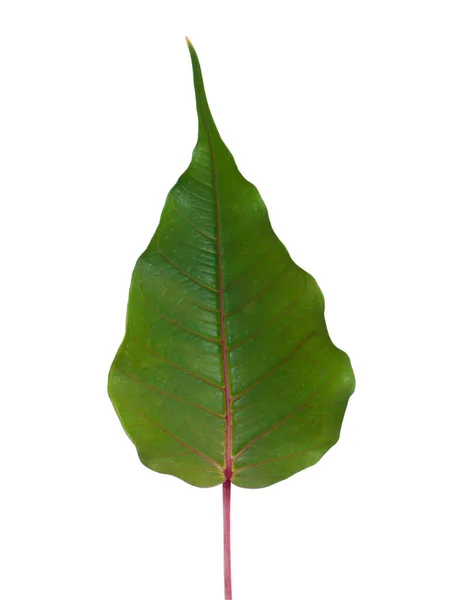Zelené Listy Posvátného Fíkovníku Pipal Tree Bohhi Tree Tree Peepul — Stock fotografie