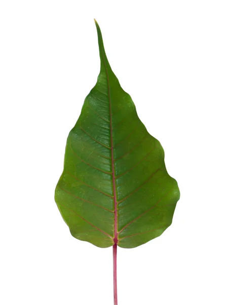 Fig Tree Pipal Tree Bohhi Tree Tree Peepul White Background — 스톡 사진