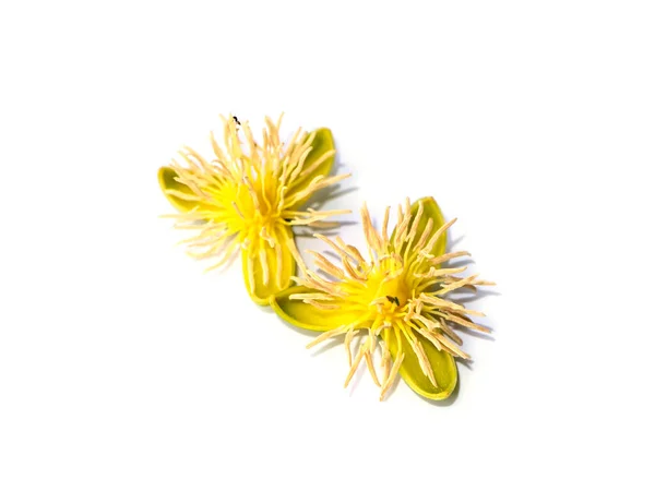 白い背景に葉腋の花を付けます ウッディティア ビフルカータ アーバイン — ストック写真