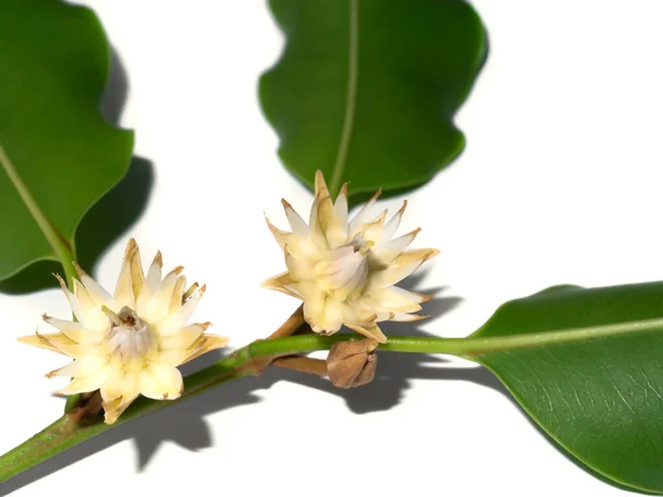 Закрыть Цветки Испанской Вишни Дерева Танджонг Пули Mimusops Elengi Листьями — стоковое фото