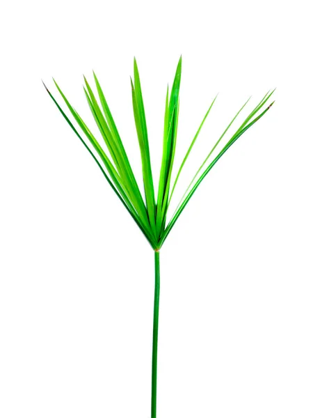 Cyperus Alternifolius Deixa Fundo Branco Isolado Com Caminho Recorte — Fotografia de Stock