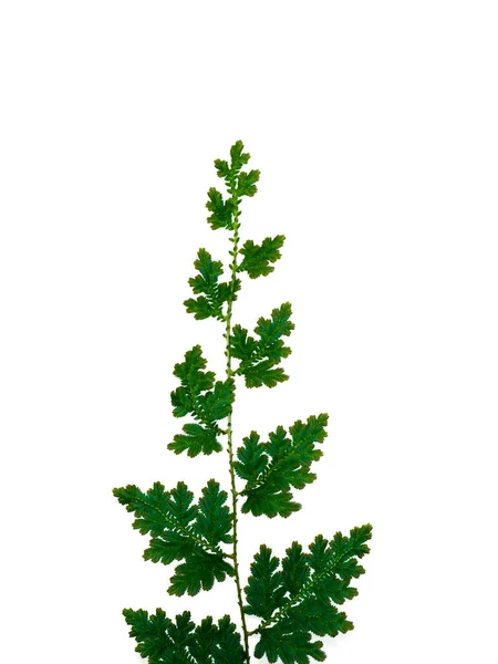 Close Selaginella Kraussiana Felce Foglia Trailing Selaginella Sfondo Bianco Una — Foto Stock