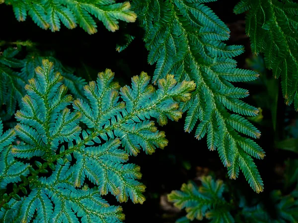 어두운 배경에 크루스 시아나 Trailing Selaginella Fern Leaves 그늘과 습도가 — 스톡 사진