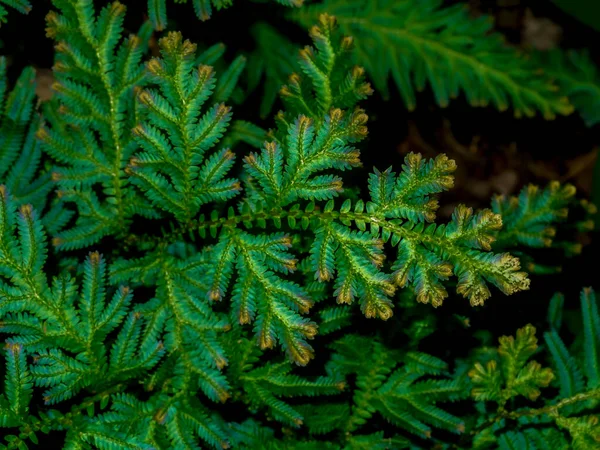 在黑暗的背景下 木兰属植物 Selaginella Kraussiana Fern Leaves 尾随木兰属 Selaginella 是一种地面复盖植物 通常种植在树下或高树阴和高湿度的地区 — 图库照片