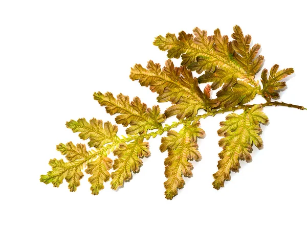 Close Selaginella Kraussiana Trailing Selaginella Una Pianta Copertura Del Suolo — Foto Stock