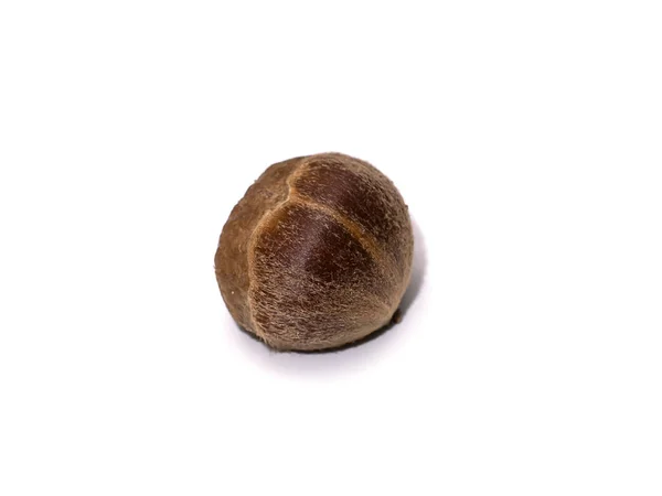 Närbild Lithocarpus Ceriferus Fruktskog Det Finns Taggar Runt Frukten Vit — Stockfoto