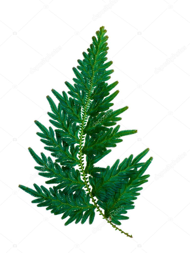 Close up Selaginella kraussiana fern leaf (Trailing Selaginella) on white background, is a ground cover plant, often planted under trees or areas with high shade and humidity. Scientific name: Selaginella spp.