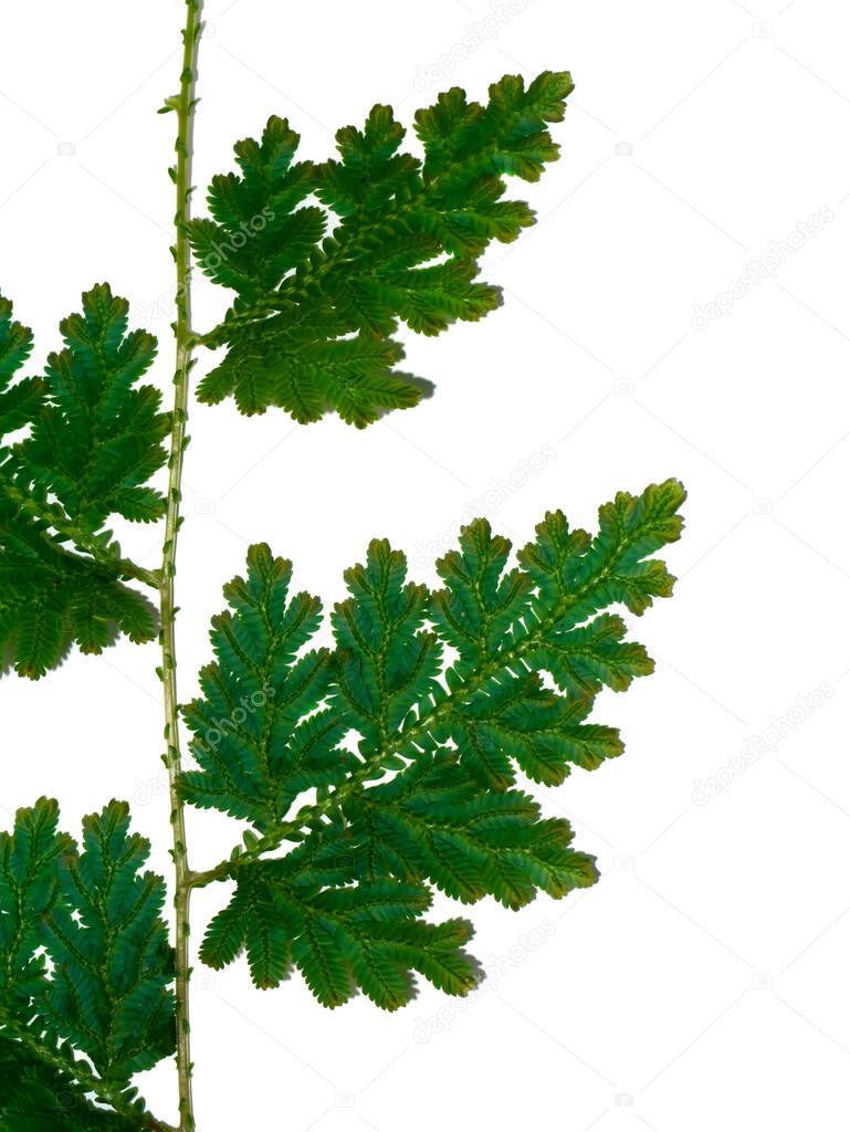 Close up Selaginella kraussiana fern leaf (Trailing Selaginella) on white background, is a ground cover plant, often planted under trees or areas with high shade and humidity. Scientific name: Selaginella spp.