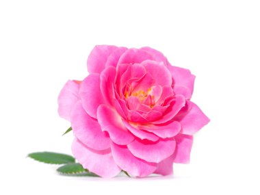 Beyaz arka planda pembe gül çiçeği. (Rosa Damascena)