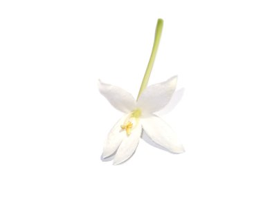 Beyaz arka planda beyaz Hint mantar çiçeklerini (Millingtonia hortensis) kapatın