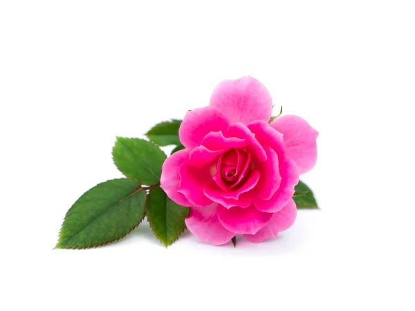 Pink Rose Flower White Background Rosa Damascena — Stock Photo, Image