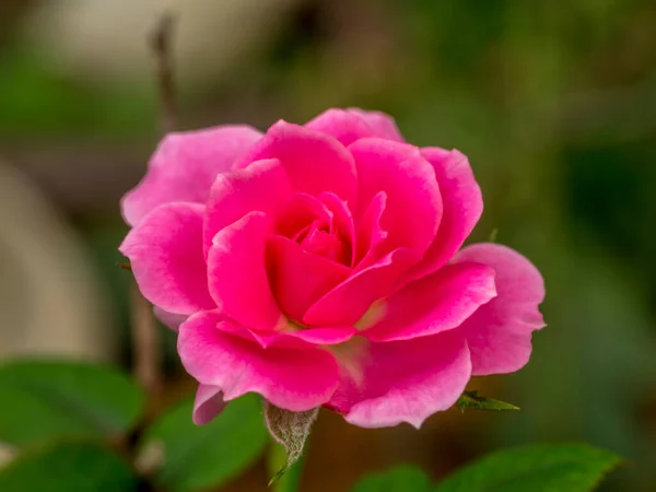 Kleine Rosa Rose Mit Unscharfem Hintergrund — Stockfoto