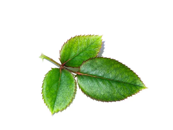 Close Green Rose Leaf White Background — Stock Photo, Image