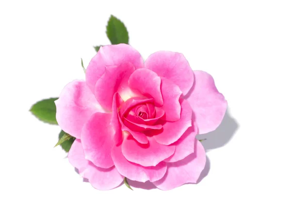 Ροζ Τριαντάφυλλο Λουλούδι Λευκό Φόντο Απαλή Σκιά Rosa Damascena — Φωτογραφία Αρχείου