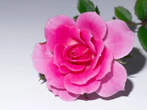 Nahaufnahme Rosa Rose Blume Rosa Damascena — Stockfoto