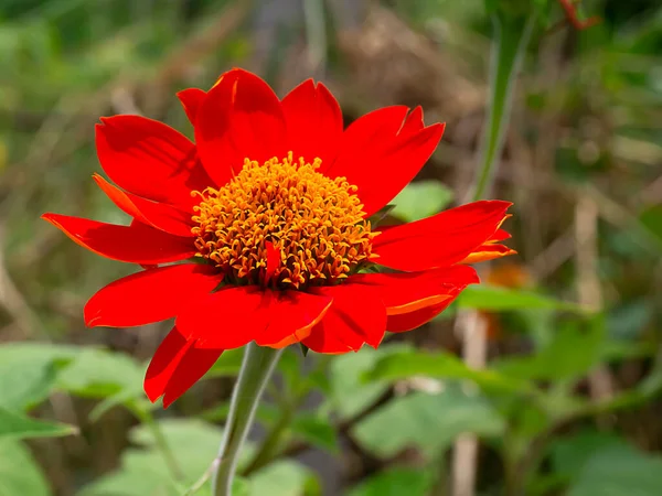 Czerwony Słonecznik Lub Meksykański Słonecznik Tithonia Rotundifolia — Zdjęcie stockowe