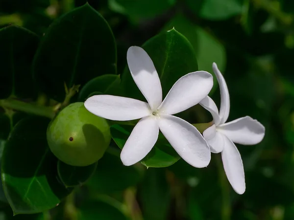 Закройте Белый Натальный Сливовый Цветок Carissa Macrocarpa — стоковое фото